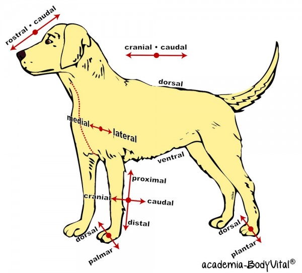 Hunde- Anatomie Basiskurs