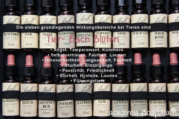 Tier- Bach Blütentherapie Basiskurs