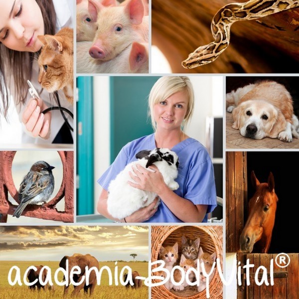 Tier- Gesundheitspraktiker/in Ausbildung (zertifiziert)